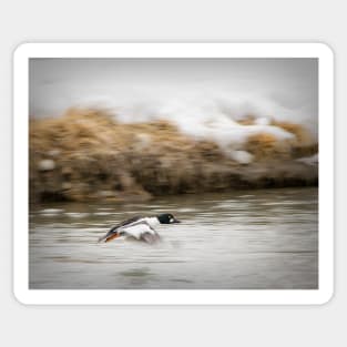 Goldeneye duck taking off. Sticker